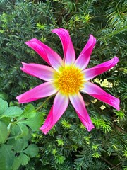 Unique pink and yellow flower