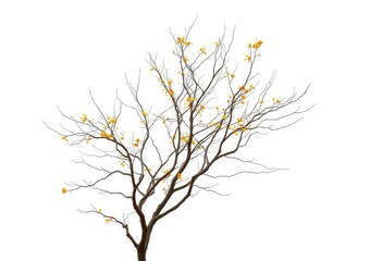 Fototapeta premium Single deciduous tree, stark branches against bright white, landscape, background