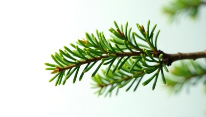 Fototapeta premium Single isolated branch of fir tree on white background, landscape, foliage, organic