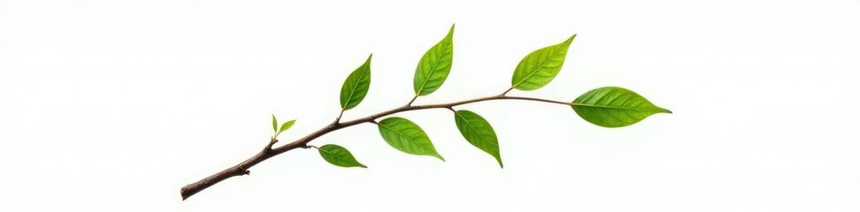 Fototapeta premium Single isolated branch on white background with a few tiny leaves, white background, green, solo