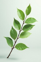 Obraz premium Single isolated branch with delicate leaves on white background, elegance, leaf