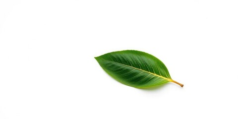 Obraz premium Single leaf, detached, adrift on pure white backdrop, illustration, plant