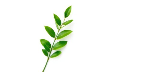 Fototapeta premium Single vibrant green plant, isolated on pure white backdrop, fresh, vibrant