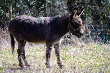 close up portrait of a cute brown donkey