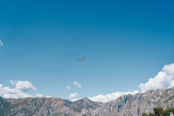 Fototapeta premium Albatross soars in the blue sky against the backdrop of a high mountain range