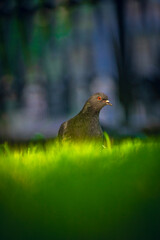 bird on the grass
