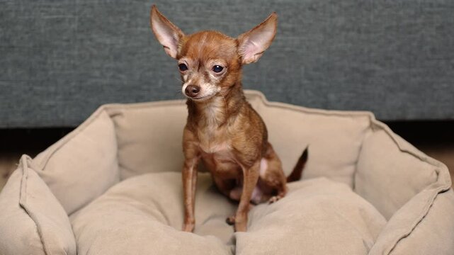 Elderly miniature toy terrier sits on dog bed at home, shaking and rocking, afraid of new circumstances, feeling unwell. Concept sick pet, stress in dogs, scared animal