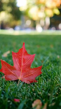Bright red maple leaf resting on vibrant green grass in an autumn park during warm daylight hours