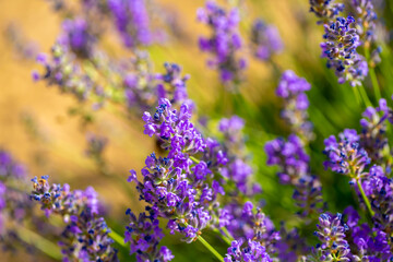 Spring lavender flowers under sunlight. Lilac flowers close up. Beautiful landscape of nature with a panoramic view. Hi spring. long banner