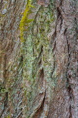 Bark