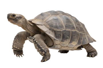 Giant tortoise, Galapagos tortoise, giant tortoise Galapagos, Aldabra turtle, Aldabrachelys gigantea, Galapagos giant, Galapagos giant turtle, Galapagos island giant tortoise, Galapagos island tortois
