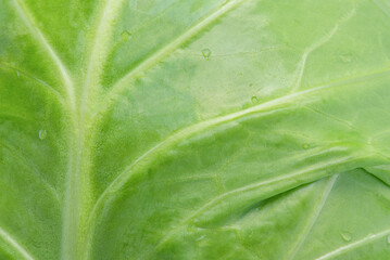 Vegetable young green cabbage macro photo as a background.