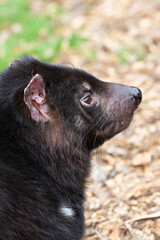 Vertical side profile portrait of Tasmania Devil with ear and whiskers detail