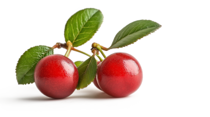 Sour cherry isolated on a white background