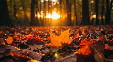 Autumn Maple Leaf on Forest Floor with Golden Sunset Light