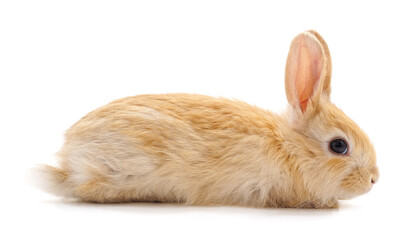 One red rabbit.