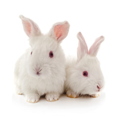 Two white rabbits.