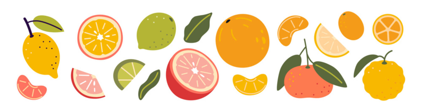 Set of colorful citrus fruits including lemons, oranges, limes, mandarins, yuzu and grapefruit slices. Modern vector illustration isolated on white background, hand drawn, flat design