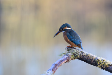 Female Kingfisher, Alcedo athis, perched on a branch