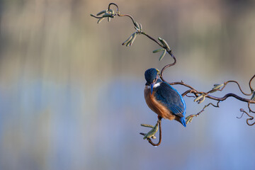 Female Kingfisher, Alcedo athis, perched on a branch