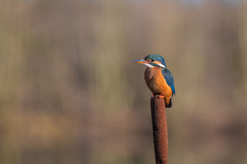 Female Kingfisher, Alcedo athis, perched on a branch