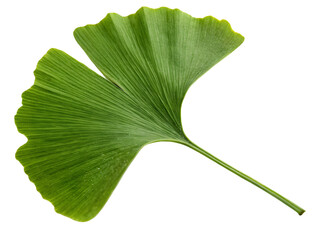 green leaf isolated on white background
