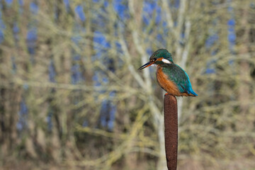 Female Kingfisher, Alcedo athis, perched on a branch