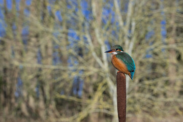 Female Kingfisher, Alcedo athis, perched on a branch
