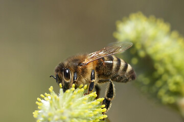 Close-up of a honeybee gathering pollen from a female Willow flower, highlighting its role in...