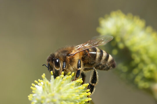 Close-up of a honeybee gathering pollen from a female Willow flower, highlighting its role in pollination and the beauty of nature.