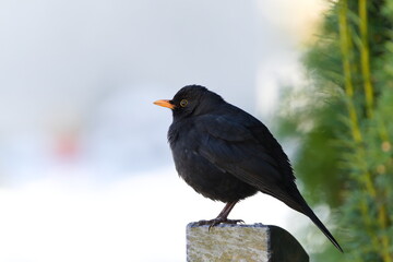Turdus merula aka Eurasian or Common blackbird male. Funny fluffy close-up portrait. Common bird in...