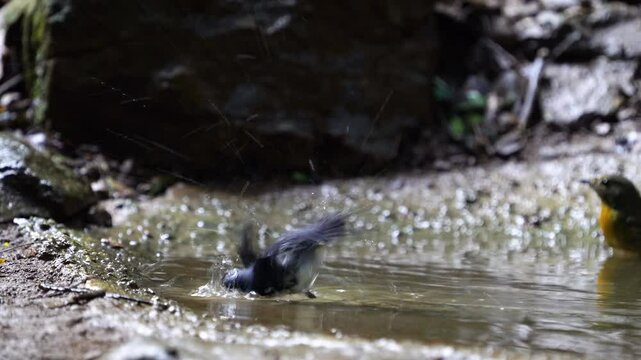 Black-throated Blue Warbler (Setophaga caerulescens) bird watching in the forest.