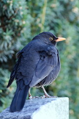 Turdus merula aka Eurasian or Common blackbird male close-up portrait. Common bird in Czech republic. 