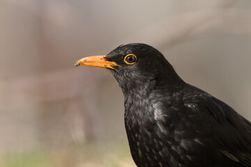 Turdus merula aka Eurasian or Common blackbird male close-up head portrait. Common bird in Czech republic. Dirty beak.