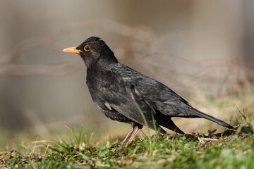 Fototapeta premium Eurasian blackbird aka the common blackbird or turdus merula with funny hair in the grass. Common bird in Czech republic.