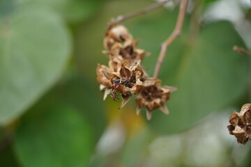 withered flowers, autumn season in a mountain area 