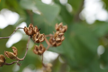 withered flowers, autumn season in a mountain area 