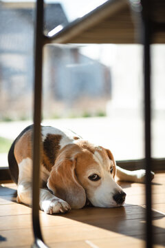 Dog basking in the sun. Beagle dog lying on the floor indoors and  relaxing under the sunlight coming through the window