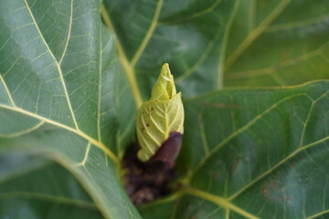 Large glossy leaves and striking upright growth make ficus lyrata a stunning indoor plant that brings tropical elegance and natural charm to any space
