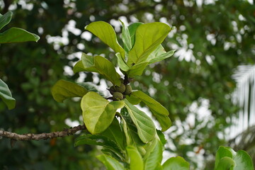 Large glossy leaves and striking upright growth make ficus lyrata a stunning indoor plant that brings tropical elegance and natural charm to any space