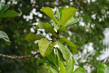 Fototapeta premium Large glossy leaves and striking upright growth make ficus lyrata a stunning indoor plant that brings tropical elegance and natural charm to any space