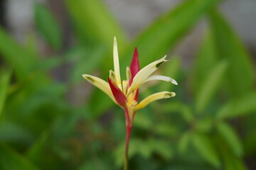 close up of a red flower
