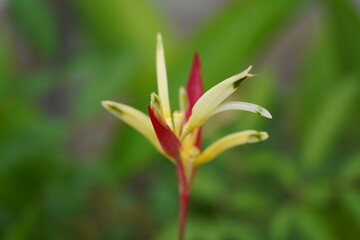 Tropical heliconia psittacorum with bright colorful bracts and lush green leaves adding exotic beauty to gardens and floral displays