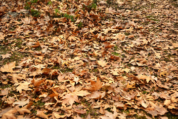 Fallen maple leaves covering the ground. Autumnal scene, nature photography, seasonal change. Natural textures, patterns, outdoor scene, capturing the beauty of autumn's carpet of seasonal leaves