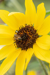 A honeybee collecting nectar from a bright yellow sunflower in full bloom. The detailed close-up highlights the bee's wings and the sunflower's textured center, symbolizing pollination and nature.