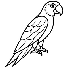 Elegant Macaw Outline Illustration