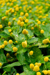 Close-up of a field of Spilanthes acmella, also known as toothache plant or buzz buttons, with bright yellow, cone-shaped flowers and lush green foliage. A vibrant and unique botanical scene