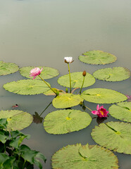 Serene pond with blooming pink and white water lilies floating on large green lily pads, creating a peaceful natural scene with calm water reflections