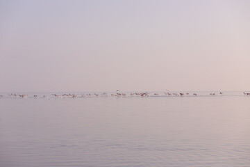 A flock of pink flamingos take off from the water.