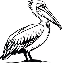 pelican on white